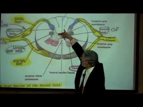 THE SPINAL CORD & SPINAL TRACTS; PART 1 by Professor Fink