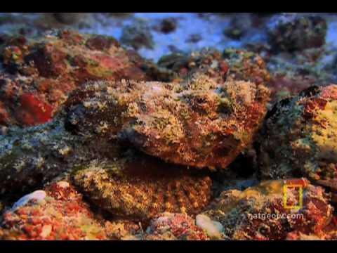 Exploring Oceans: Great Barrier Reef