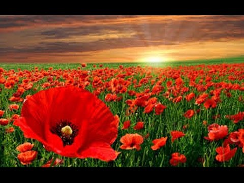 'In Flanders Fields' ~ WW1 Poem ~ Author John McRae ~ Read by Anthony Davies.