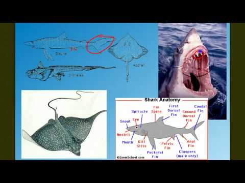 Vertebrate Diversity: The Fish