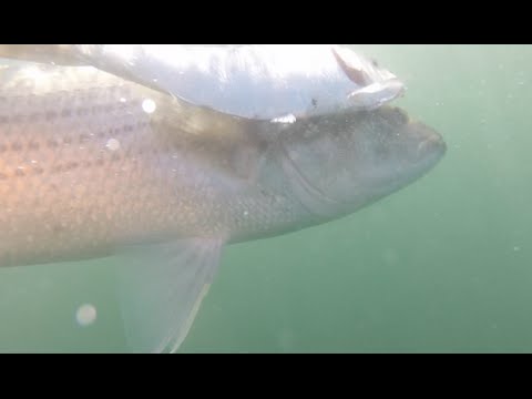 RIDICULOUS FISHING New Jersey Striped Bass on Bunker + Humpback Whales! November 2015