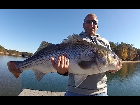 Dock Fishing for Trophy Striped Bass