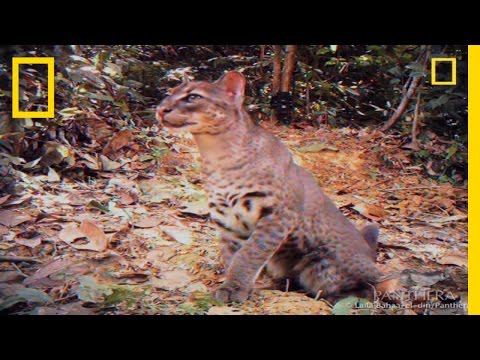 Elusive Golden Cat Filmed