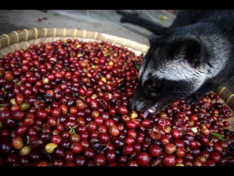 World’s Most Expensive Coffee - Kopi Luwak