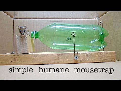 How to make ● a simple 2L humane MOUSETRAP (that works!)