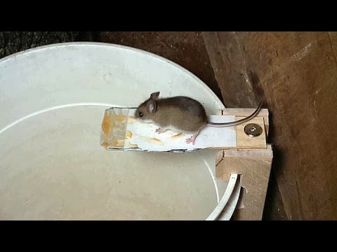 Building a better mouse trap, using video surveillance