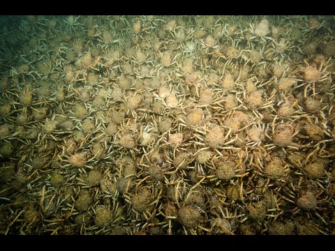 Spectacular Giant Spider Crab Aggregation