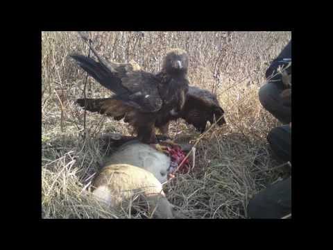 Hunting with a Golden Eagle - Amazing short movie