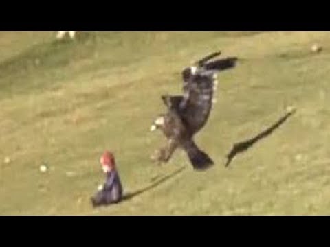 Golden Eagle Snatches Kid