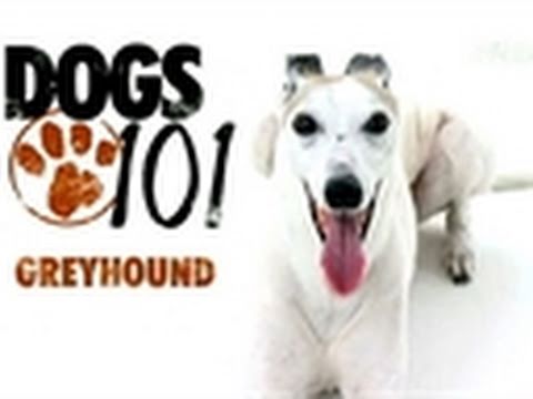 Dogs 101: Greyhound