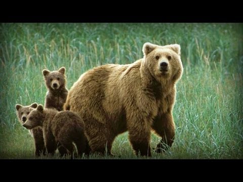 Tierra de los Osos Gigantes (documental completo)