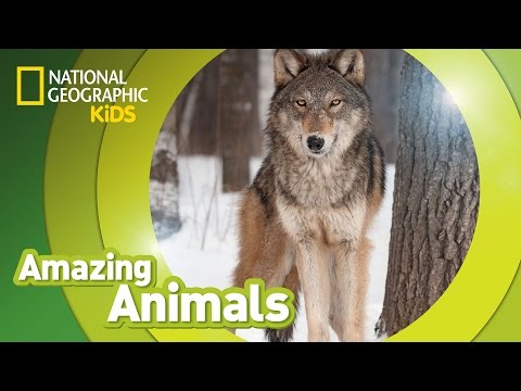 Gray Wolf | AMAZING ANIMALS