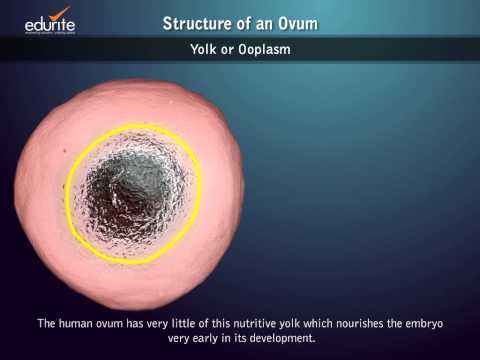 Structure of an Ovum