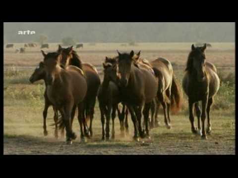 Horses in Danube Delta.mpg