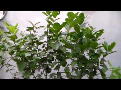 Key Lime tree with lots of fruit , container gardening