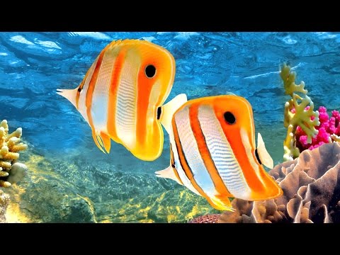 Coral Reef Aquarium & The Best Relax Music - 2 Hours - Sleep Music - HD 1080P