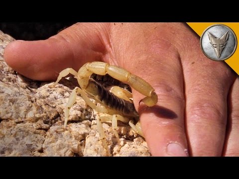 Stung by a Scorpion - with Sting Closeup!