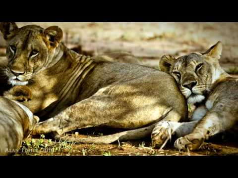 Born Free 1966 Music Suite HD