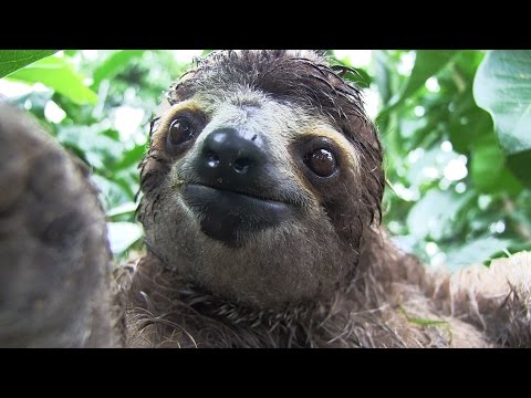 Inside a Baby Sloth Orphanage and Rescue Center