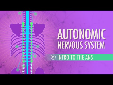 Autonomic Nervous System: Crash Course A&P #13