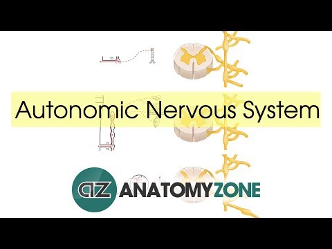 Autonomic Nervous System Introduction