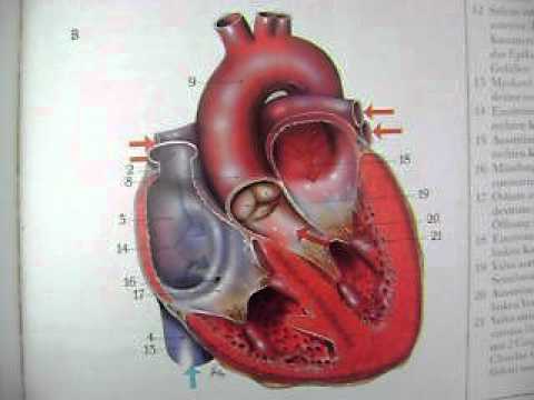 "Know Your Heart Series", Diagnostic Testing, The Nuclear Medicine Stress Test