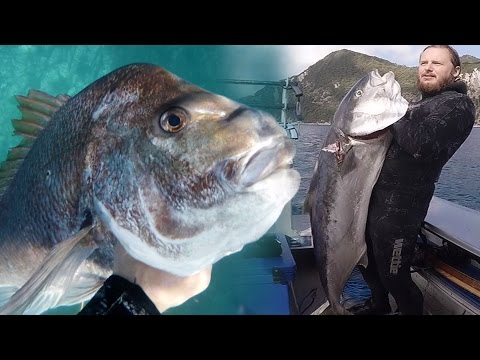 SPEARFISHING - The Hauraki Gulf - New Zealand