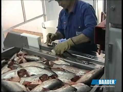 Baader Pangasius processing machines