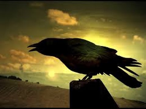 Secret Life of Crows(full documentary)HD