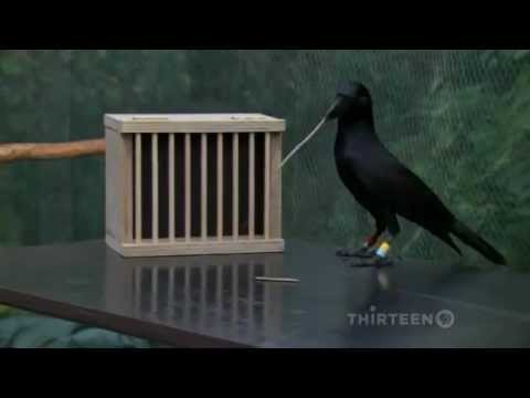 How smart is a crow?