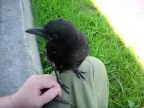 Crow won't go.