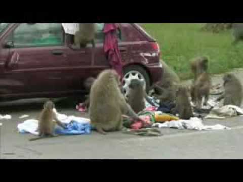 Knowsley Safari Park baboons cause chaos