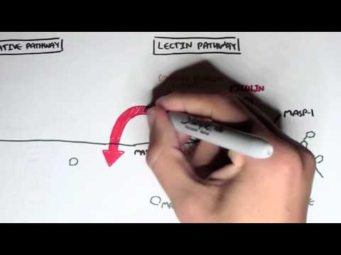 Immunology - Innate Immunity (Complement System Overview)