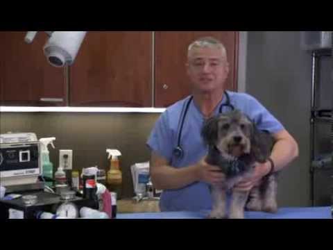 Dr. Tim Crowe, DVM, explains why Vets and Pets love Kangen water