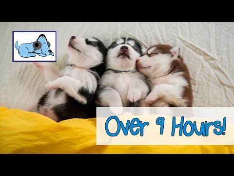 Over 9 Hours of Relaxing Music for Dogs! Try Out our Compilation of Soothing Music for your Pup!