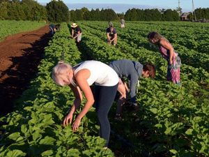 AIN'T ALL BAD: Backpackers like Alice Arzenton, Irene Brussa and Jasmine Piller are thrilled to have found somewhere like Robertson Flower Farm in Bundaberg that treats them well. Photo: Max Fleet / NewsMail