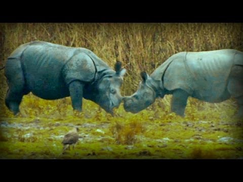 On the Track of the Unicorn: Indian Rhinoceros (full documentary)