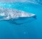 Whale sharks, the biggest fish on earth, can be found hanging out off the Ningaloo​ Reef in Western Australia from late ...