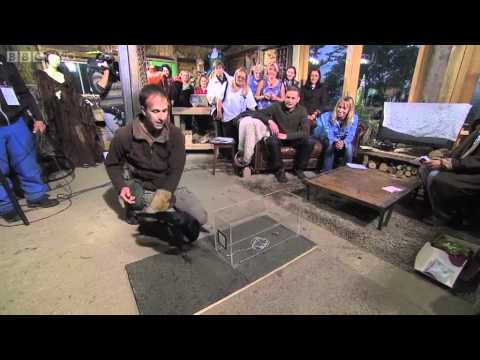 Raven Intelligence Put To The Test, Live! - Springwatch Unsprung - BBC Two