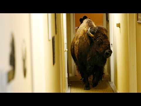 Bullet the Bison is Looking For a New Home