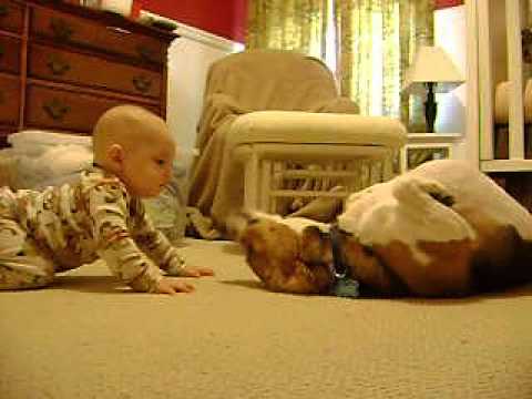 Beagle Meets the Baby