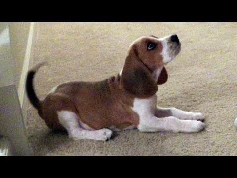 11 Week Old Beagle Puppy (Sit, Down, Drop It)