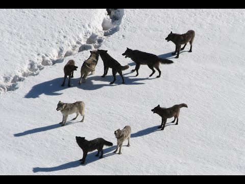 Wolf Pack - Full Documentary