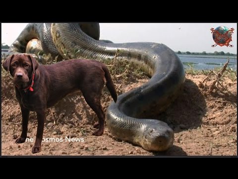 16 Foot Anaconda Loose in New Jersey Lake Hopatcong