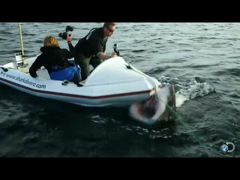 Little Bitty Boats and Big Sharks Don't Mix | Shark Week