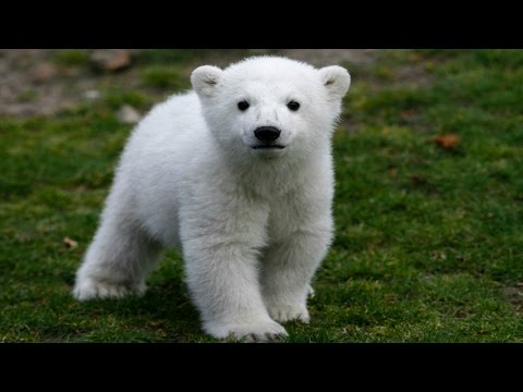 Knut the Polar Bear's Life | Berlin Zoo