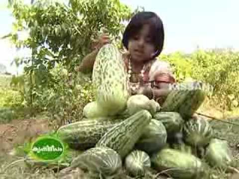 Large scale vegetable farming (cluster) scheme of the Dept. of Agriculture at Pothencode panchayath