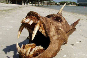 A scary looking fish that washed up on the beach 