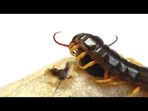 Centipede Devours Roach Alive (HD)