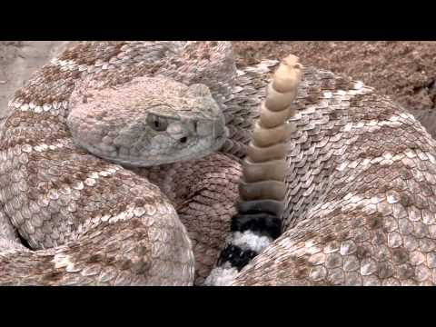 Western Diamondback Rattlesnake 2011